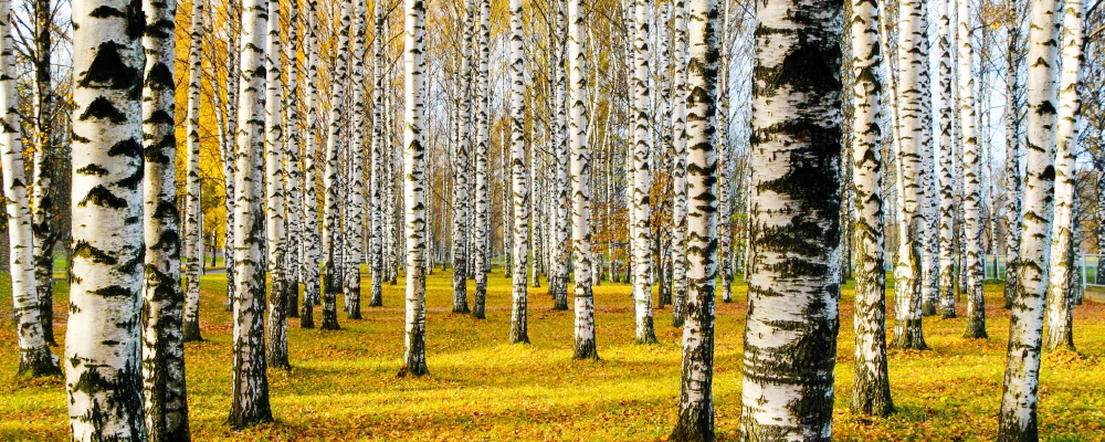 The Aspen Tree Façade that inpired Populus Denver